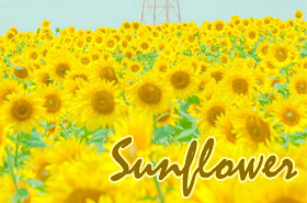 Sunflower<